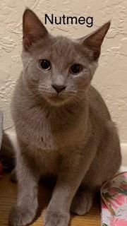 Nutmeg, Adoptable, Young Male Russian Blue.