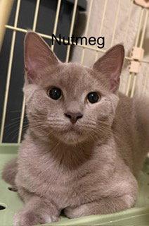 Enlarge Nutmeg, a Adoptable Russian Blue in Oakland Park, FL image 2/2