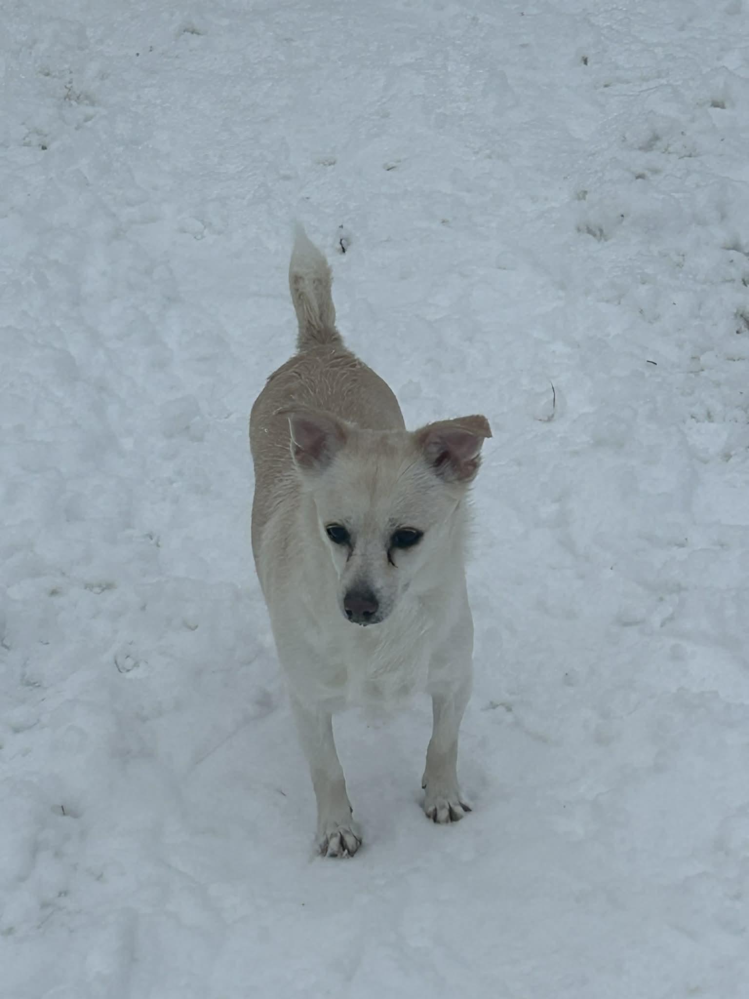 Bella - CT , Adoptable, Adult Female Chihuahua.
