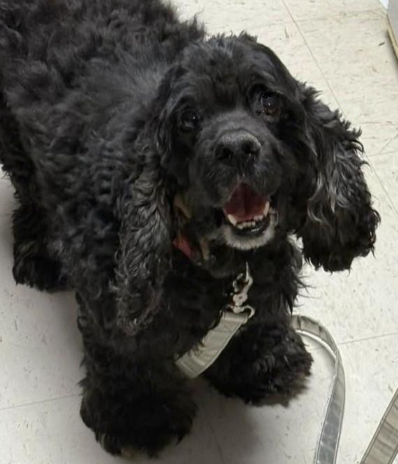 Enlarge Alex, a Adoptable Cocker Spaniel in Plano, TX image 1/3
