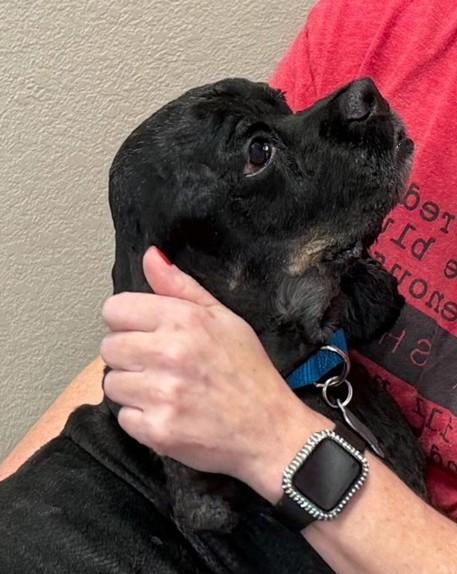 Alex, adopted, Senior Male Cocker Spaniel.