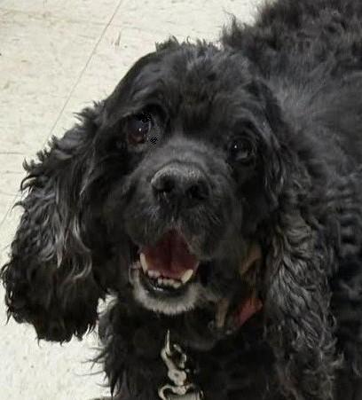 Enlarge Alex, a Adoptable Cocker Spaniel in Plano, TX image 3/3