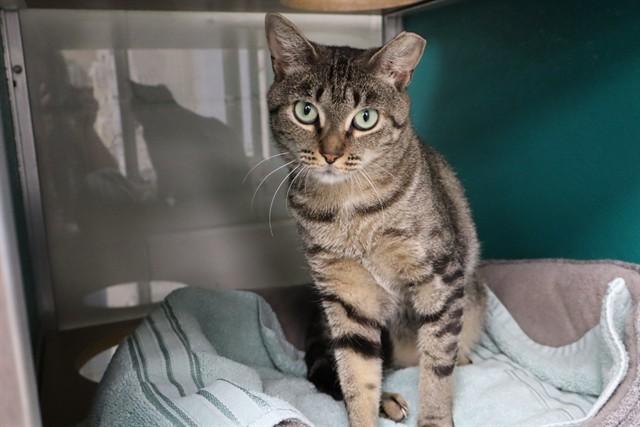PIPER, Adoptable, Adult Female Domestic Short Hair.