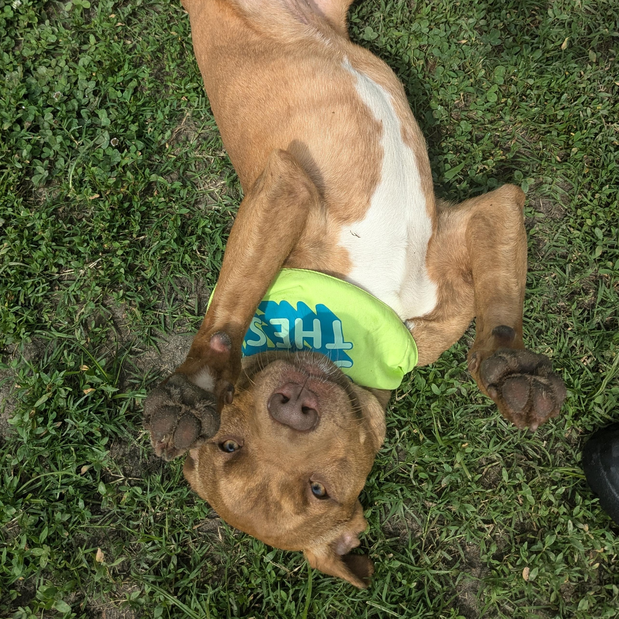Enlarge Farley, a Adopted mixed breed in Newport, AR image 1/5
