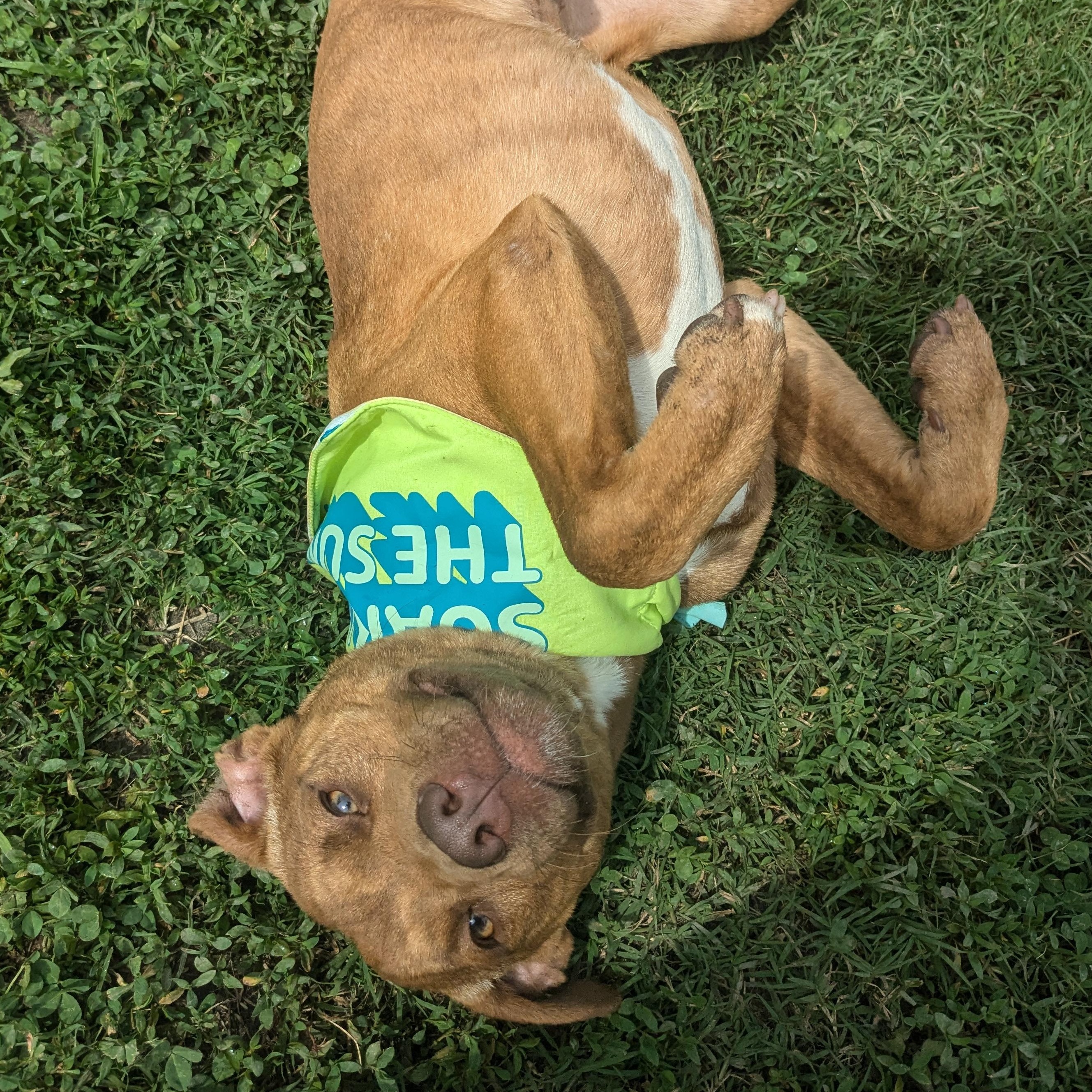 Enlarge Farley, a Adopted mixed breed in Newport, AR image 2/5