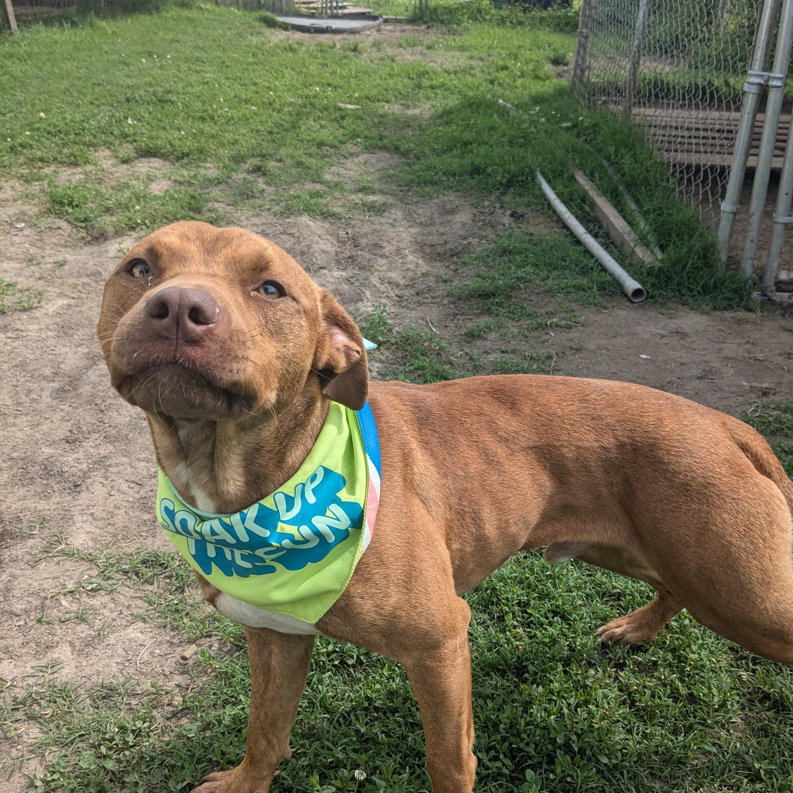 Enlarge Farley, a Adopted mixed breed in Newport, AR image 3/5