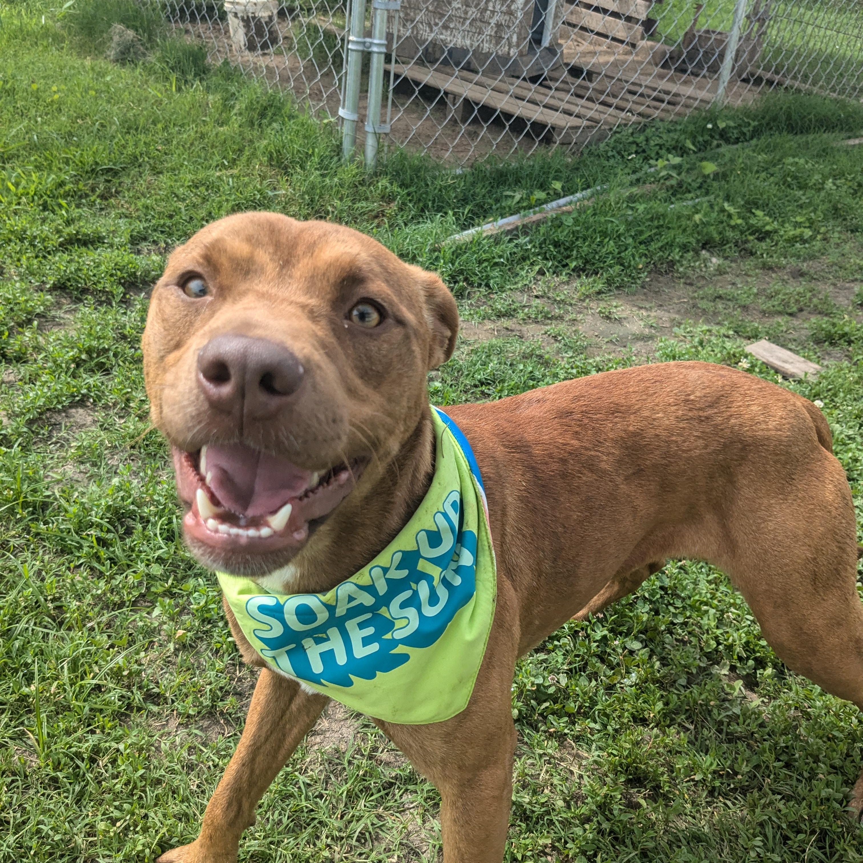 Enlarge Farley, a Adopted mixed breed in Newport, AR image 4/5