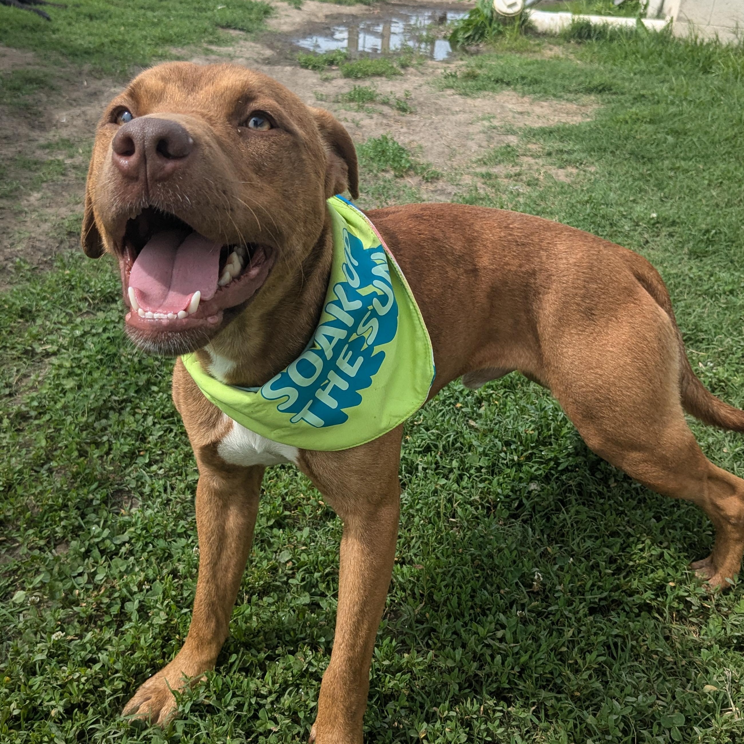 Enlarge Farley, a Adopted mixed breed in Newport, AR image 5/5