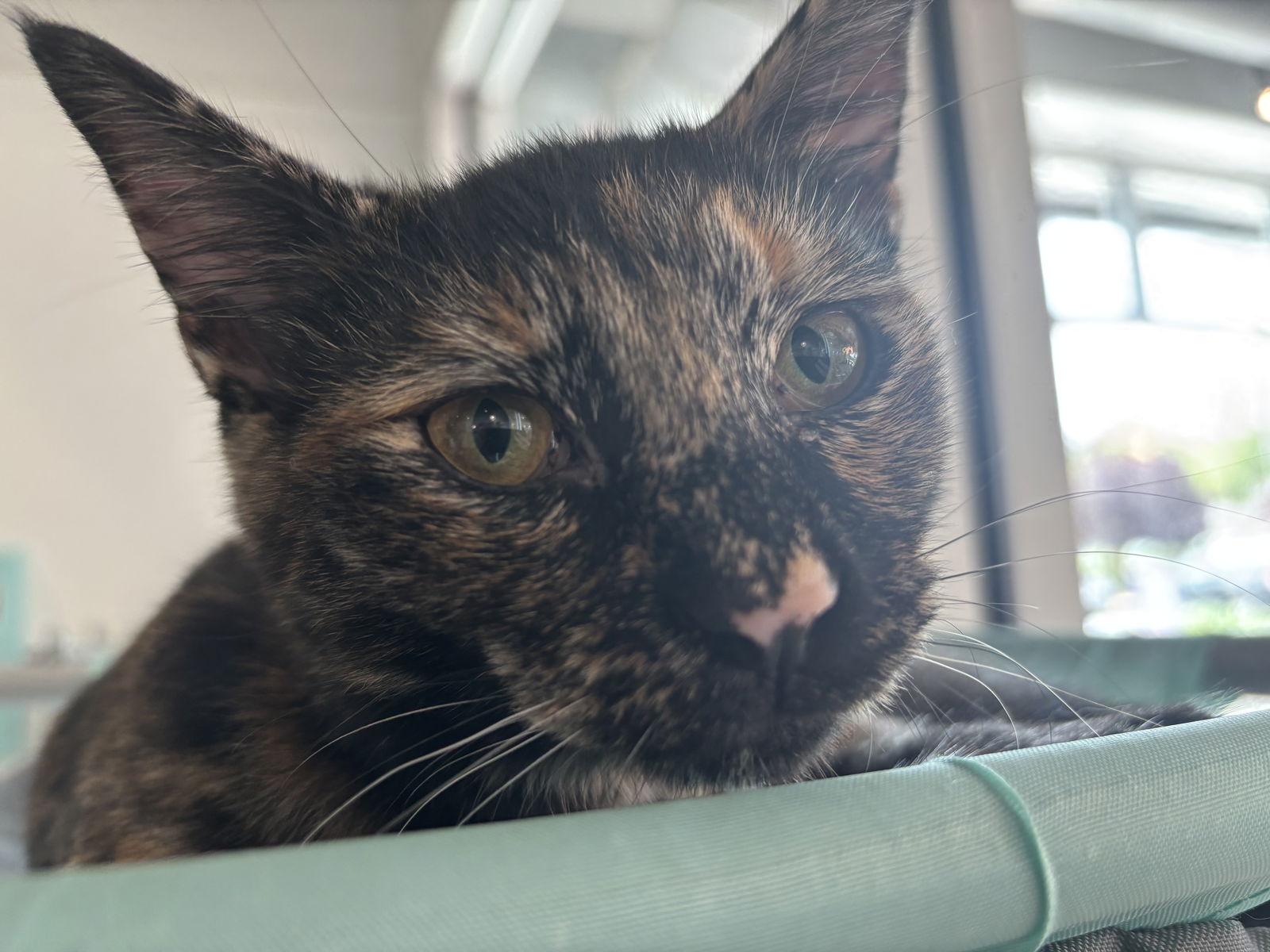 Dawn, a Adoptable Domestic Short Hair in Oakboro , NC image 1/3