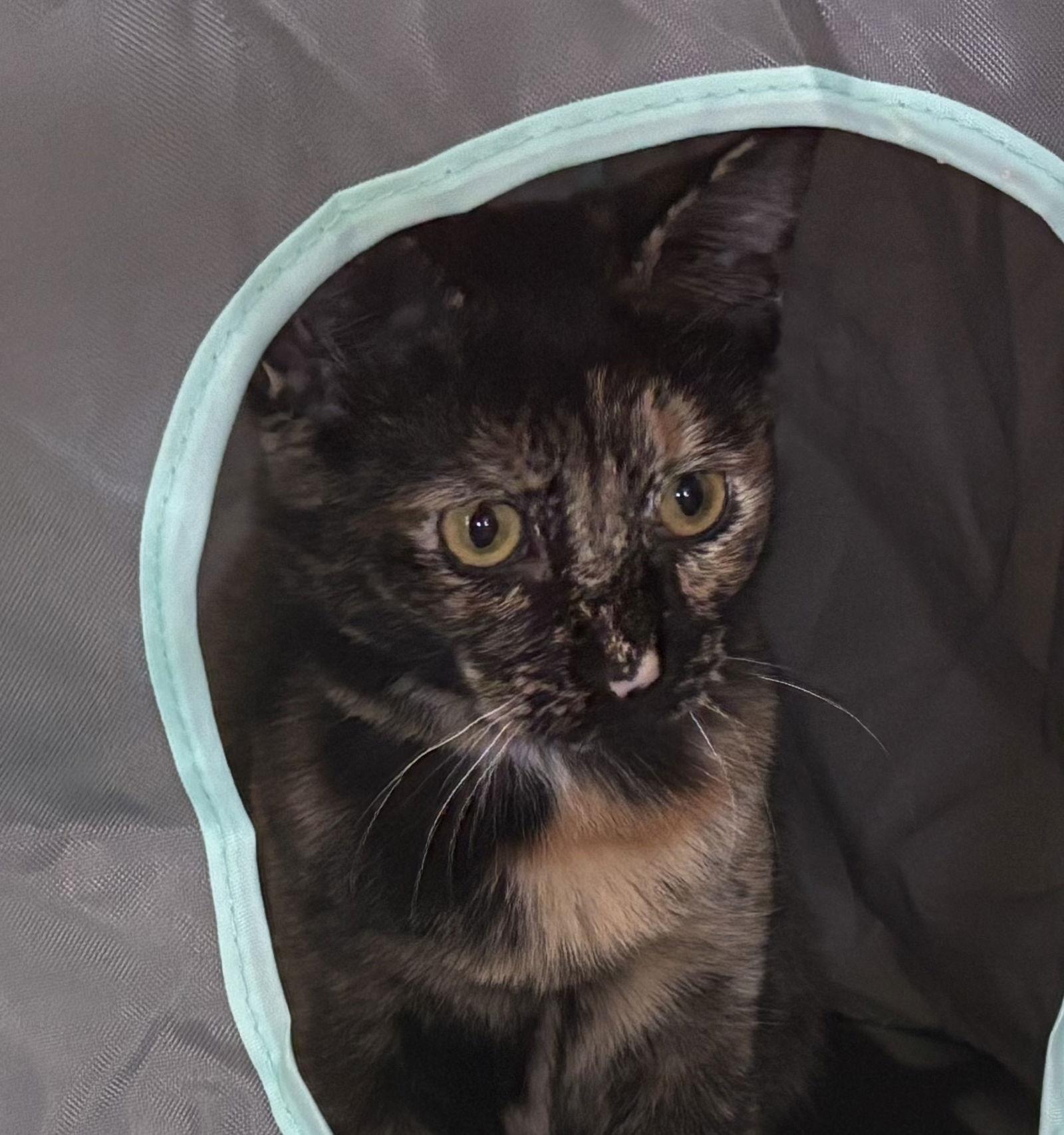 Dawn, a Adoptable Domestic Short Hair in Oakboro , NC image 2/3