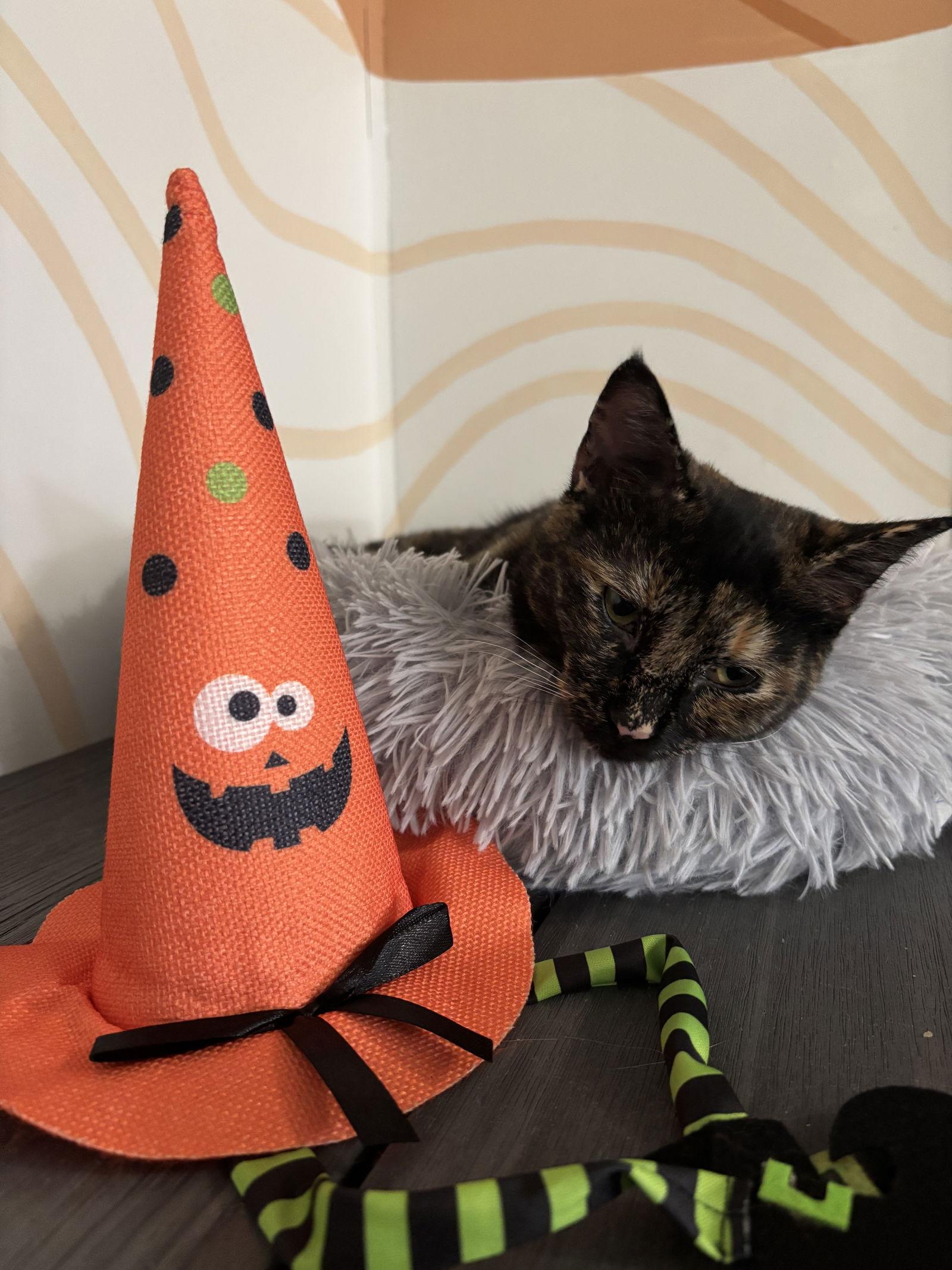 Dawn, a Adoptable Domestic Short Hair in Oakboro , NC image 3/3