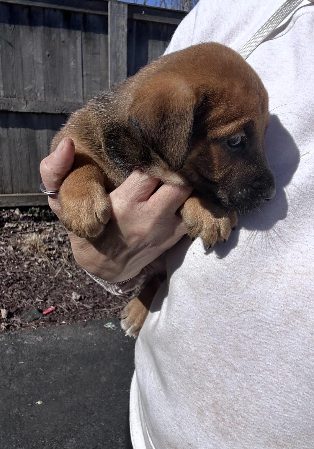 Enlarge Paprika, a ADOPTABLE mixed breed in Arlington Heights, IL image 3/5