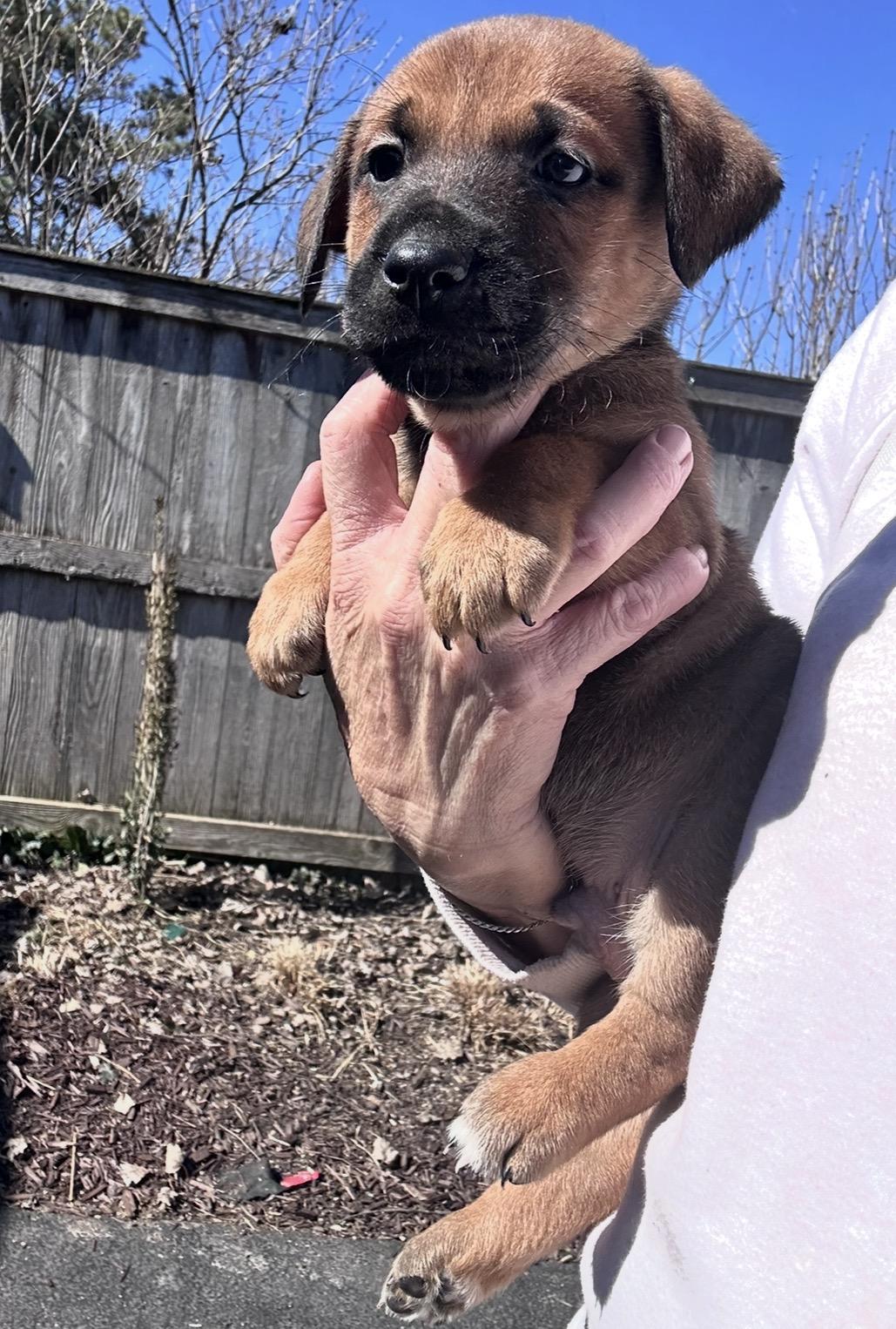 Paprika, ADOPTABLE, Puppy Male Golden Retriever.