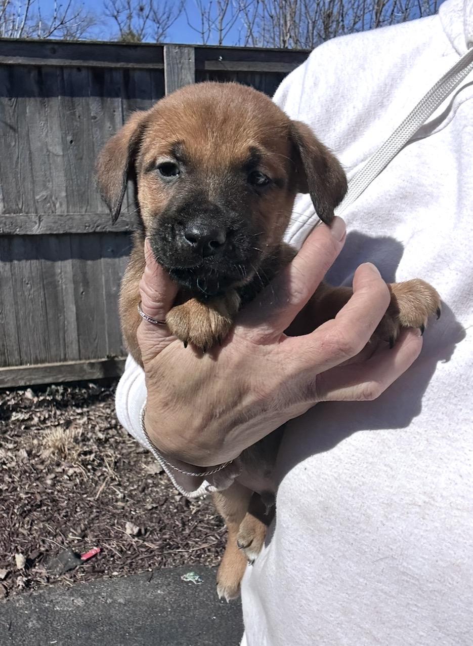 Enlarge Paprika, a ADOPTABLE mixed breed in Arlington Heights, IL image 5/5