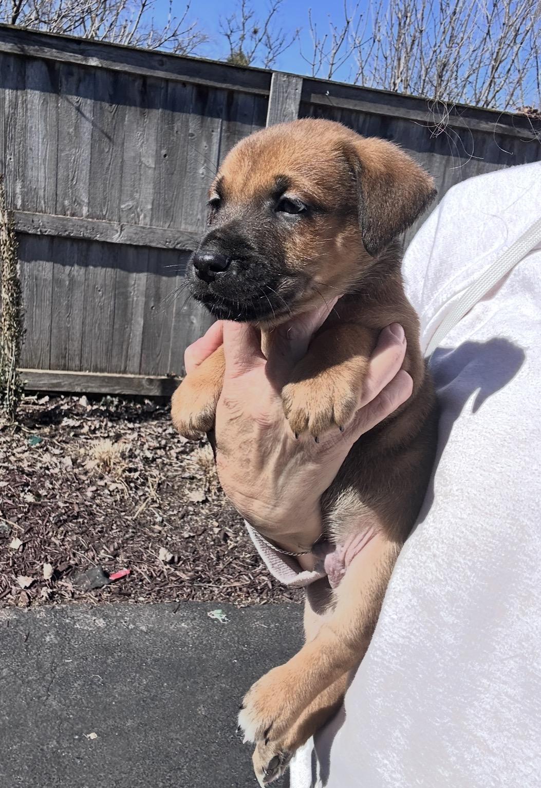 Enlarge Paprika, a ADOPTABLE mixed breed in Arlington Heights, IL image 4/5