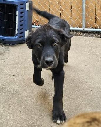 Enlarge Jordan Michael, an adoptable mixed breed in Palatine, IL image 4/6