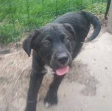 Enlarge Jordan Michael, an adoptable mixed breed in Palatine, IL image 3/6