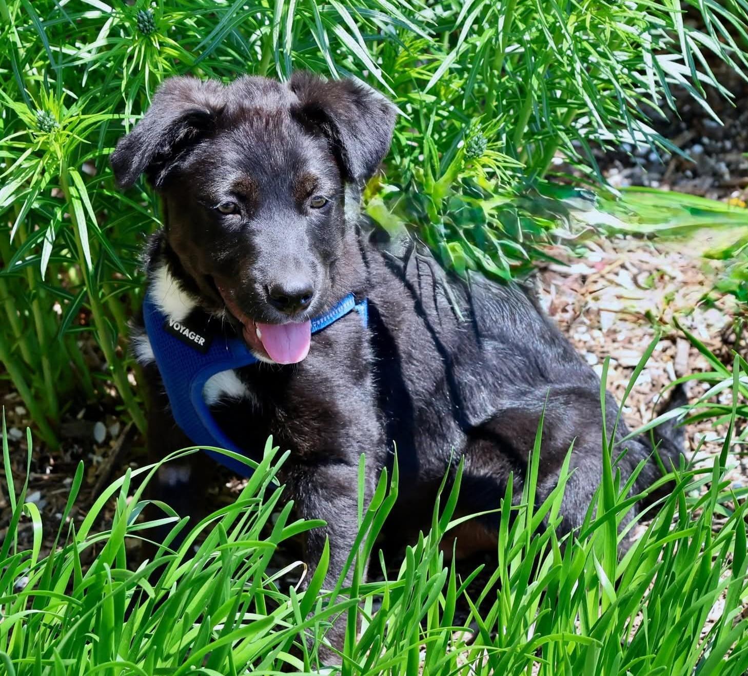 Enlarge Jordan Michael, an adoptable mixed breed in Palatine, IL image 6/6