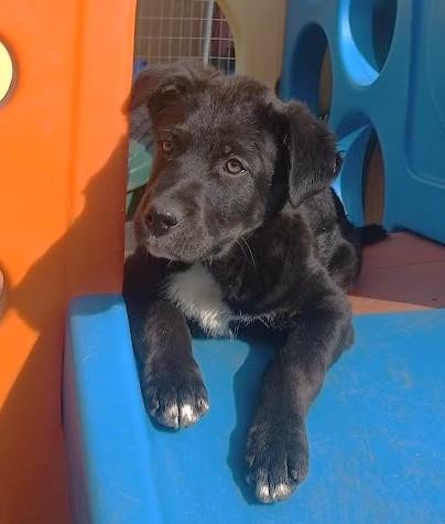 Enlarge Jordan Michael, an adoptable mixed breed in Palatine, IL image 5/6