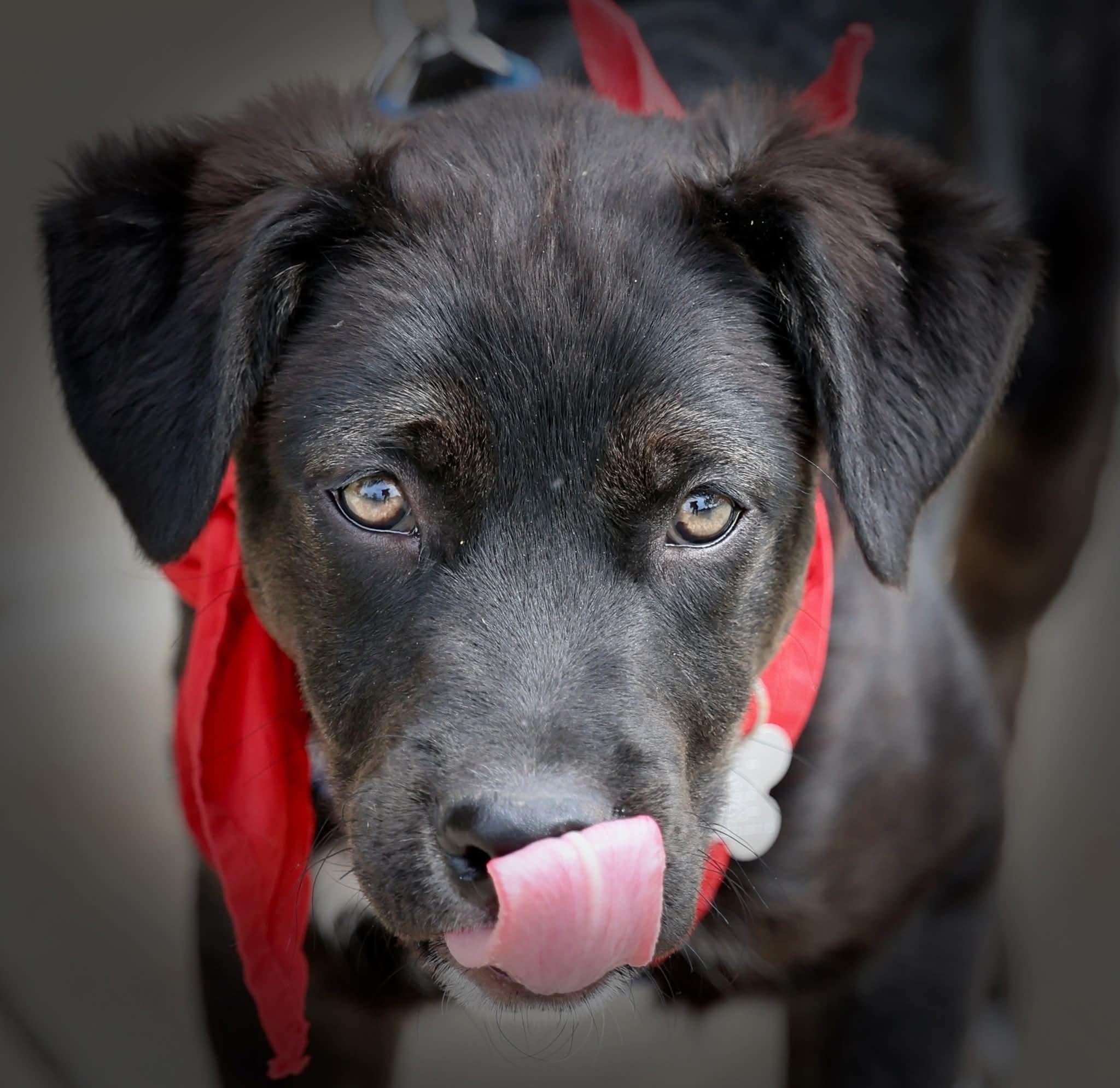 Jordan Michael, adoptable, Puppy Male Retriever & Mixed Breed.