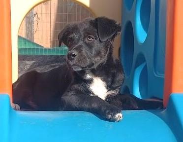 Enlarge Jordan Michael, an adoptable mixed breed in Palatine, IL image 2/6