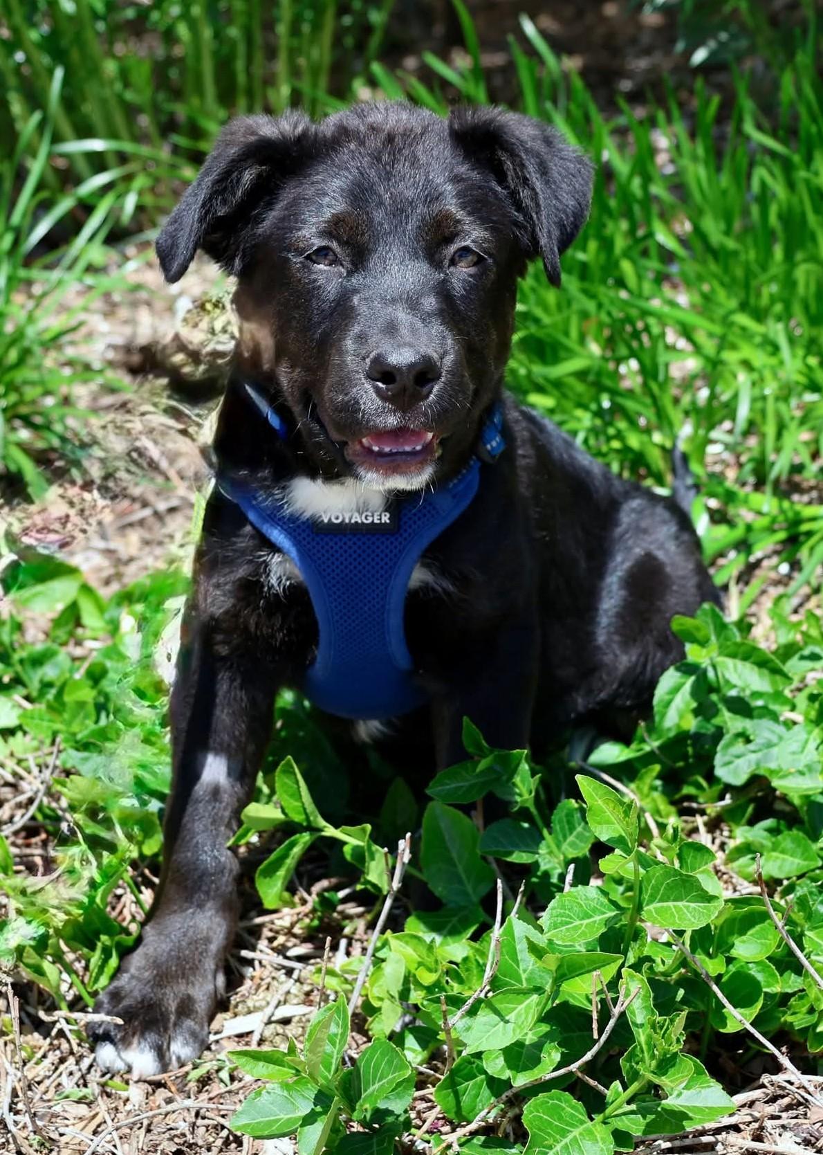 Jordan Michael, adoptable, Puppy Male Retriever & Mixed Breed.