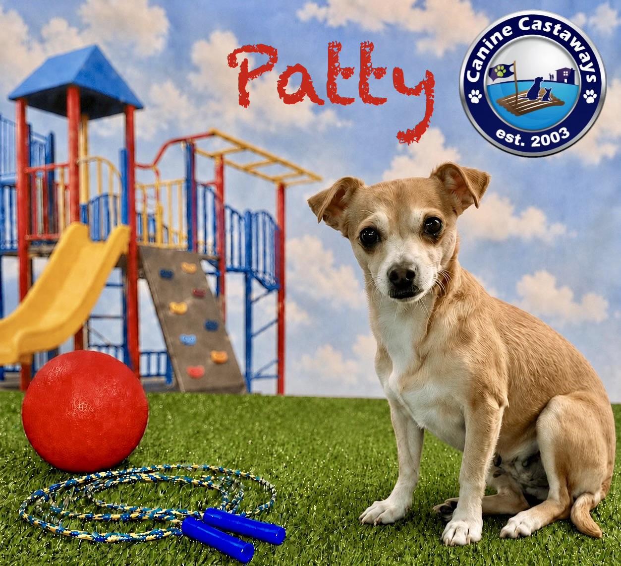 Patty, ADOPTABLE, Adult Female Chihuahua.