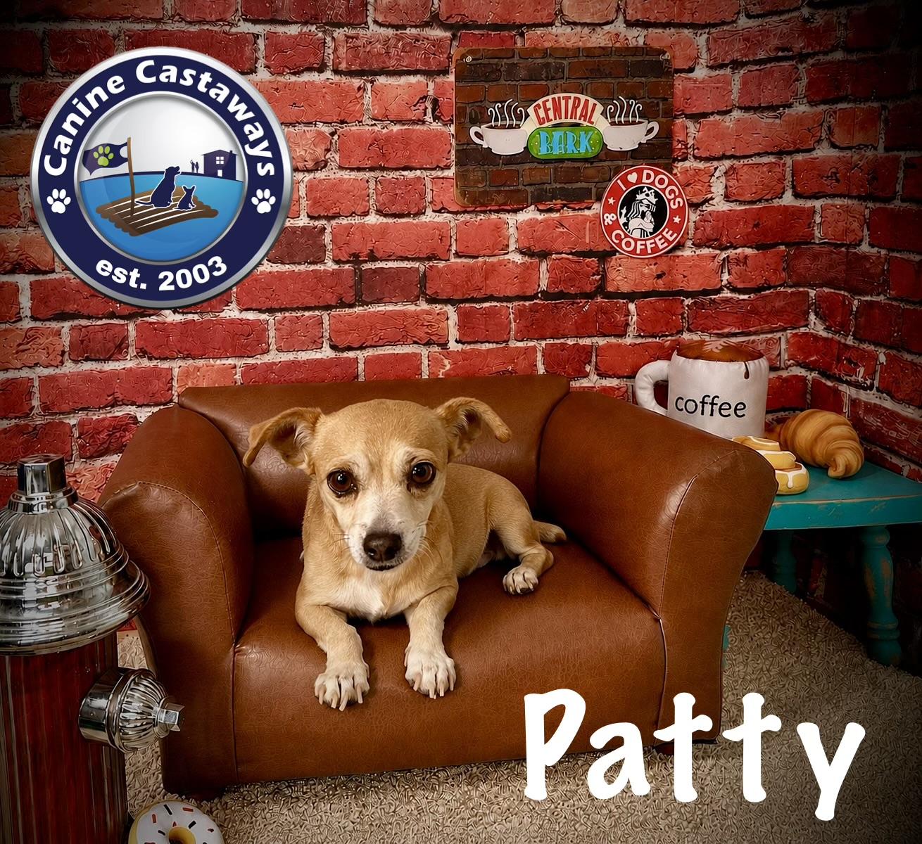 Enlarge Patty, a ADOPTABLE mixed breed in Arcadia, FL image 3/4