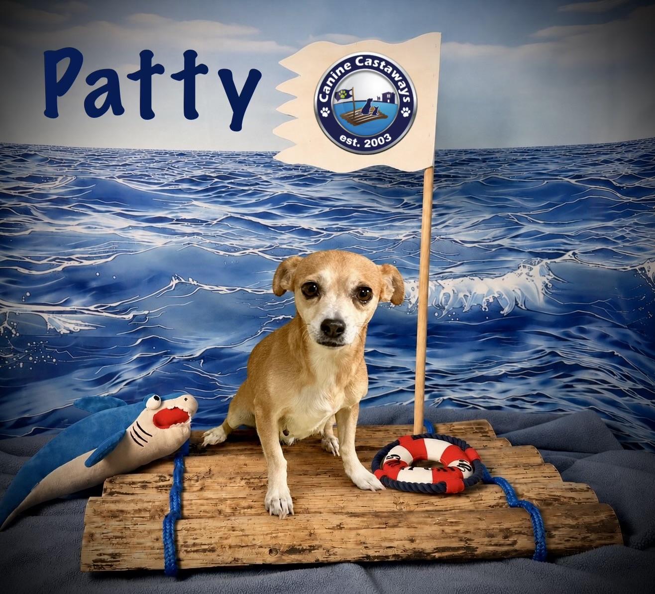 Enlarge Patty, a ADOPTABLE mixed breed in Arcadia, FL image 4/4