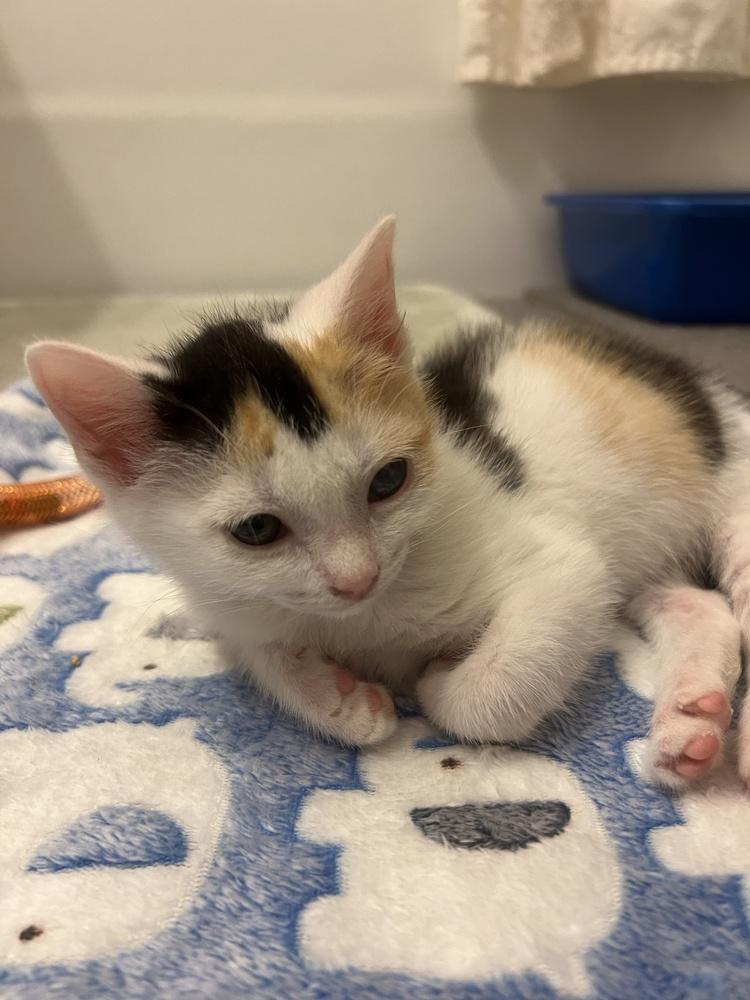 Pixie, Adoptable, Kitten Female Domestic Short Hair.