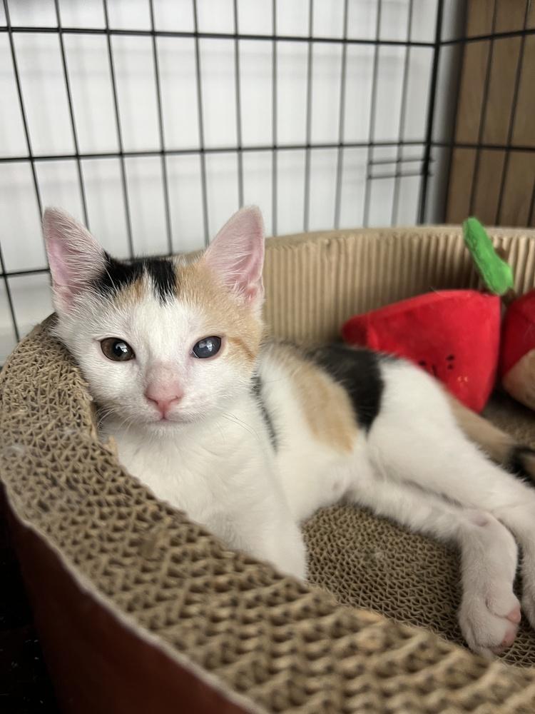 Pixie, a Adoptable mixed breed in New York, NY image 4/6