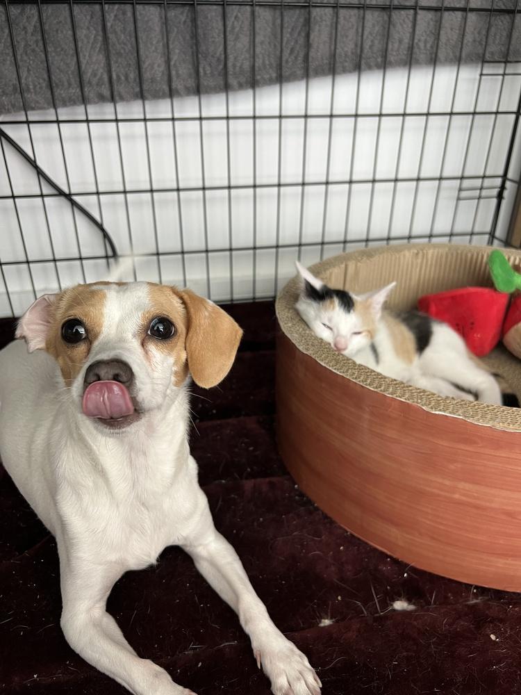 Pixie, a Adoptable mixed breed in New York, NY image 6/6