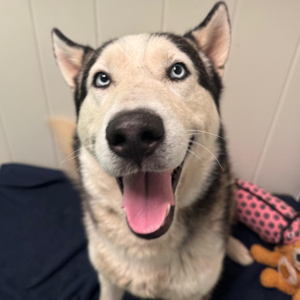 Haaland, a Adoptable mixed breed in Playa Vista, CA image 1/3