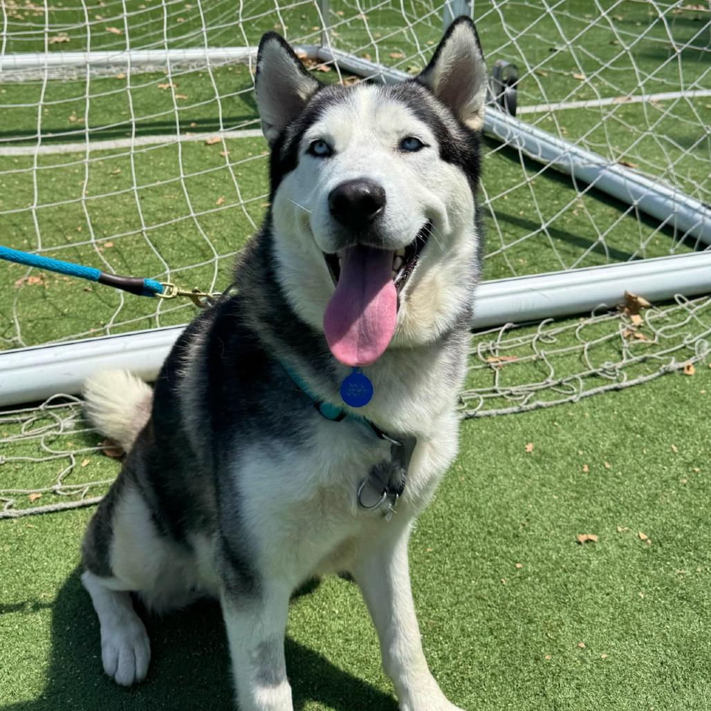 Haaland, a Adoptable mixed breed in Playa Vista, CA image 2/3