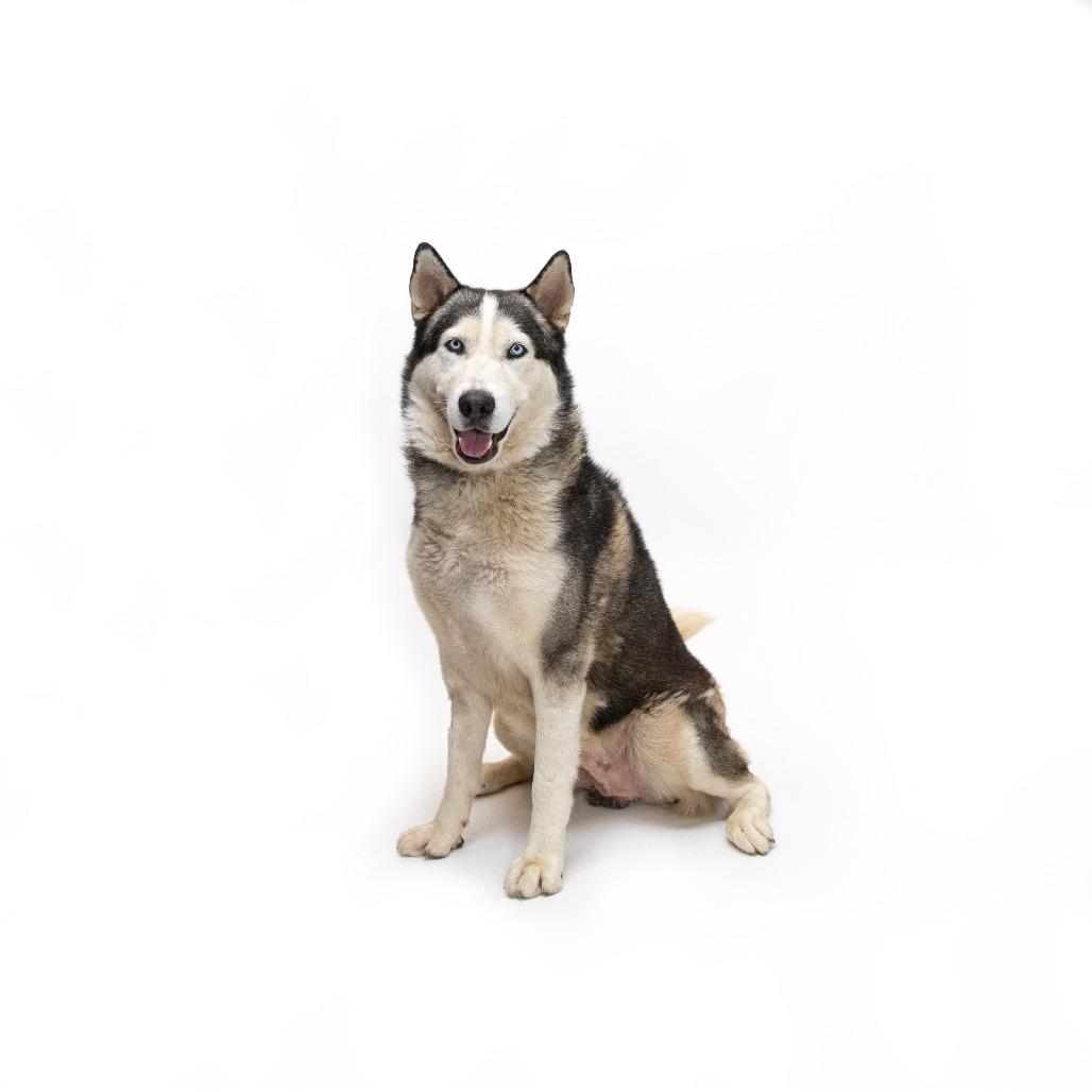 Haaland, a Adoptable mixed breed in Playa Vista, CA image 3/3