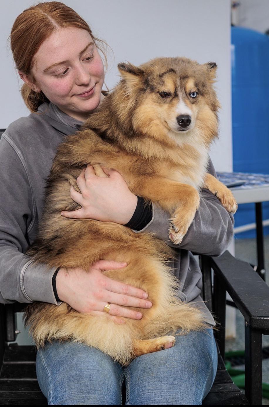 Moss, Adopted, Young Male Pomsky.