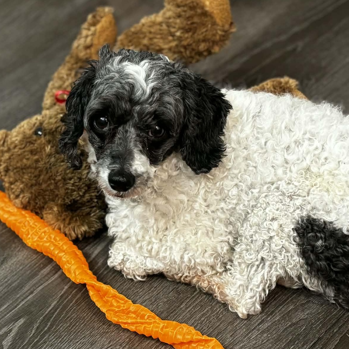 Enlarge Frankie, a ADOPTABLE Miniature Poodle in Rochester, NY image 1/6