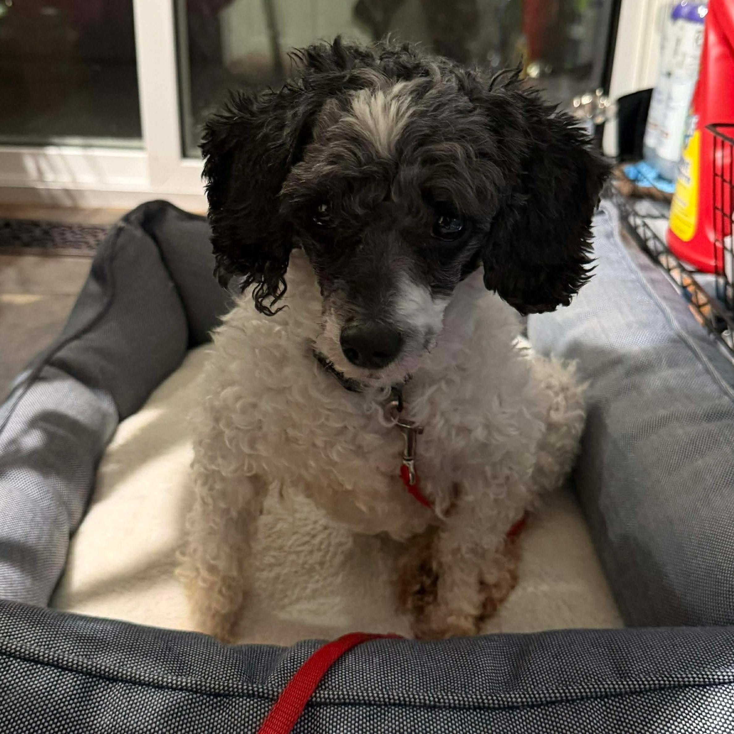 Enlarge Frankie, a ADOPTABLE Miniature Poodle in Rochester, NY image 4/6