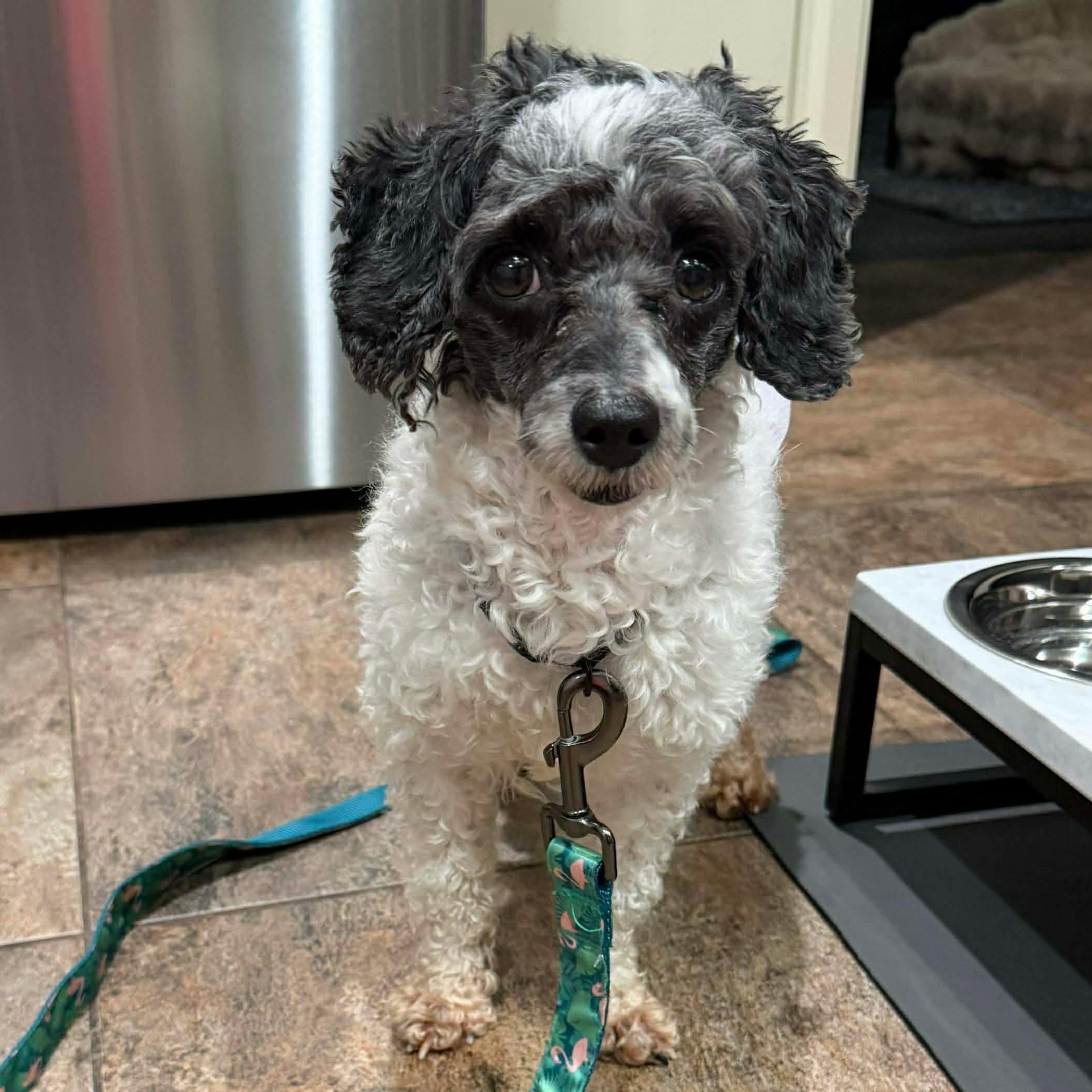 Enlarge Frankie, a ADOPTABLE Miniature Poodle in Rochester, NY image 3/6