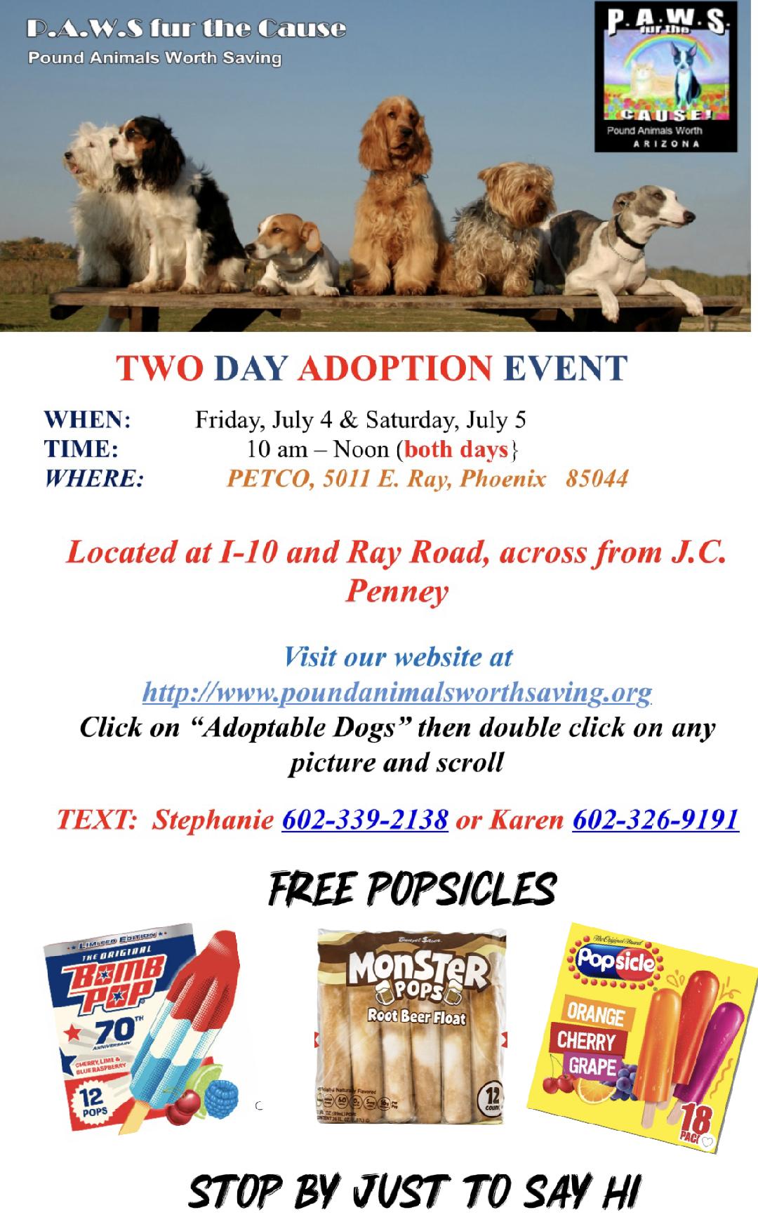BUNNY – 1 YEAR CHIWEENIE FEMALE BIG ADOPTION EVENT @PETCO, 5011 E. RAY ROAD, PHX 85044 ON FRI & SAT photo 2