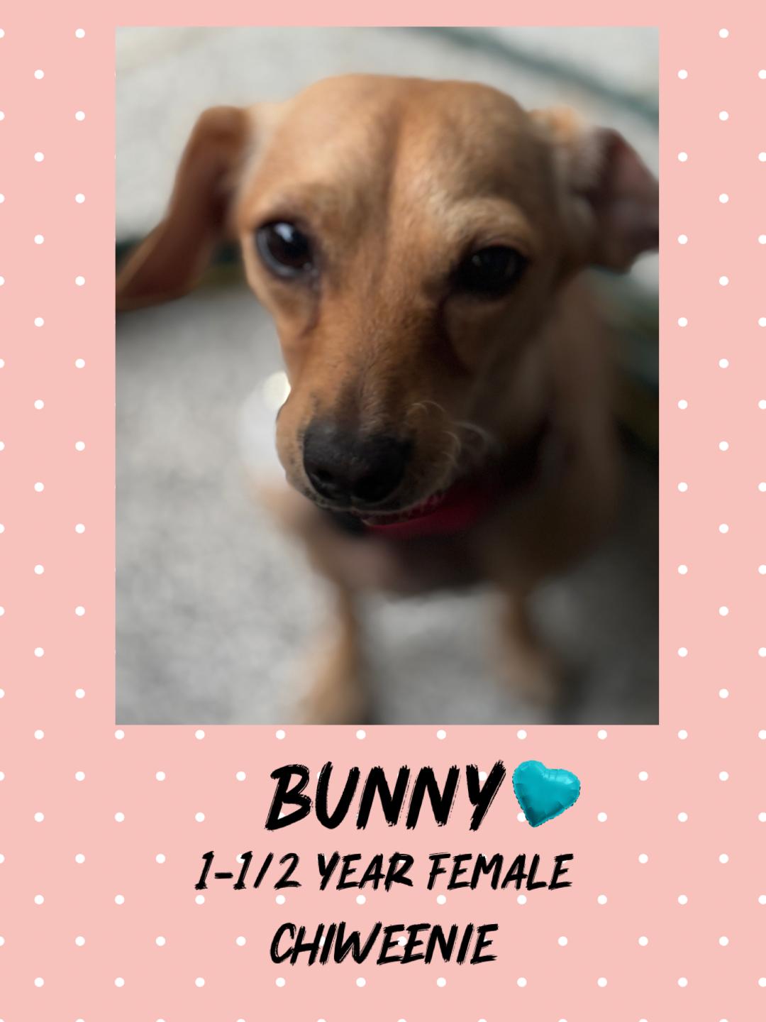BUNNY  – 1 YEAR CHIWEENIE FEMALE BIG ADOPTION EVENT @PETCO, 5011 E. RAY ROAD, PHX 85044 ON FRI & SAT, Adult Female Chiweenie