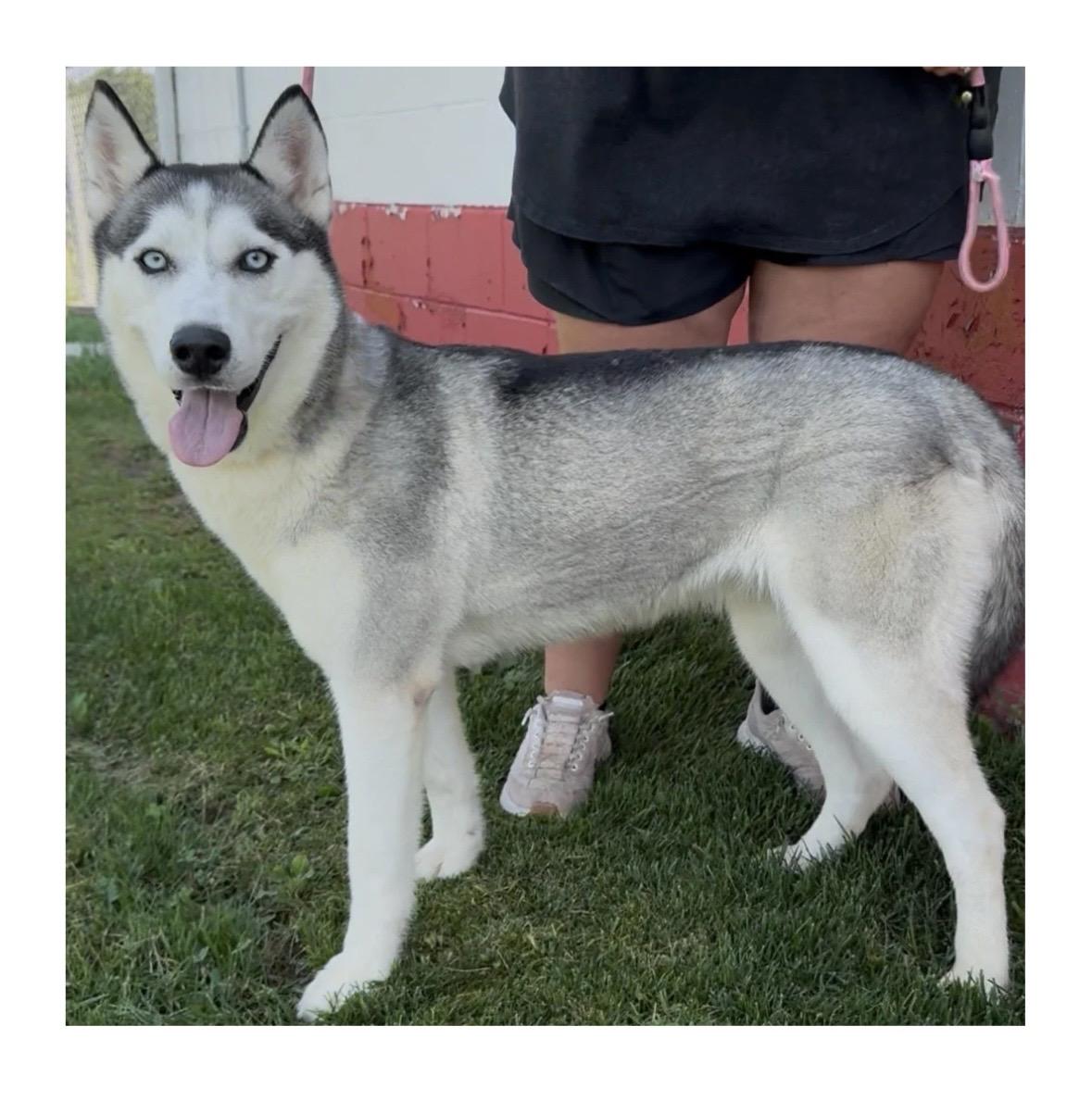 Callie, Adoptable, Young Female Husky.