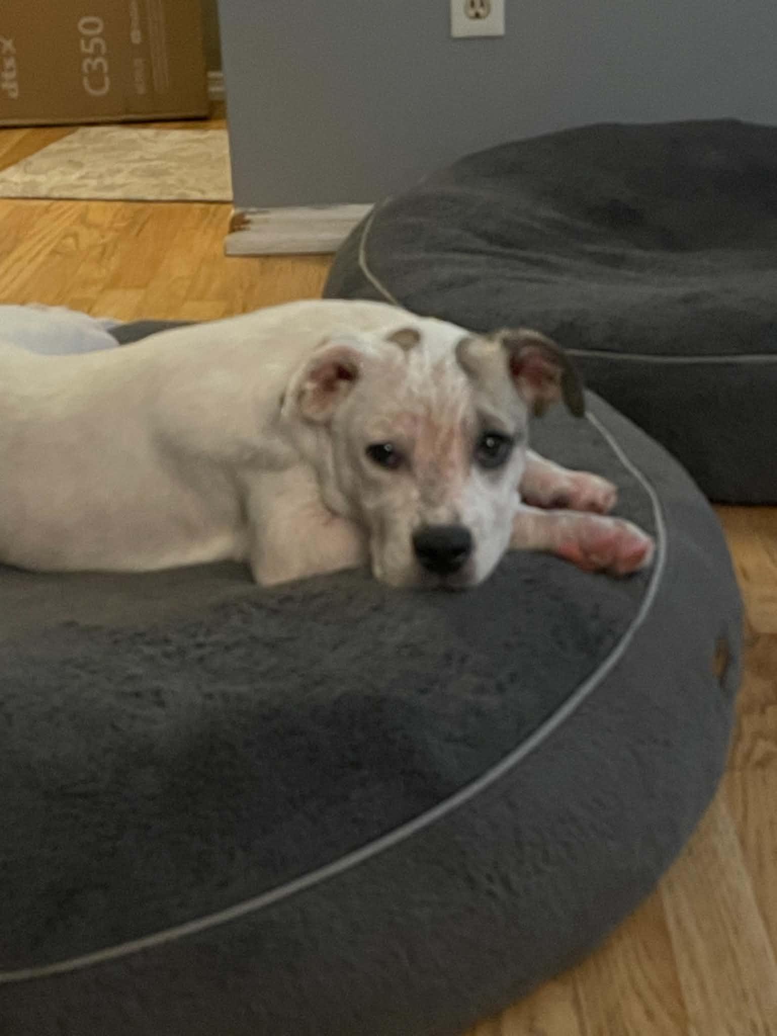 Jasper, Adopted, Young Male Mixed Breed.