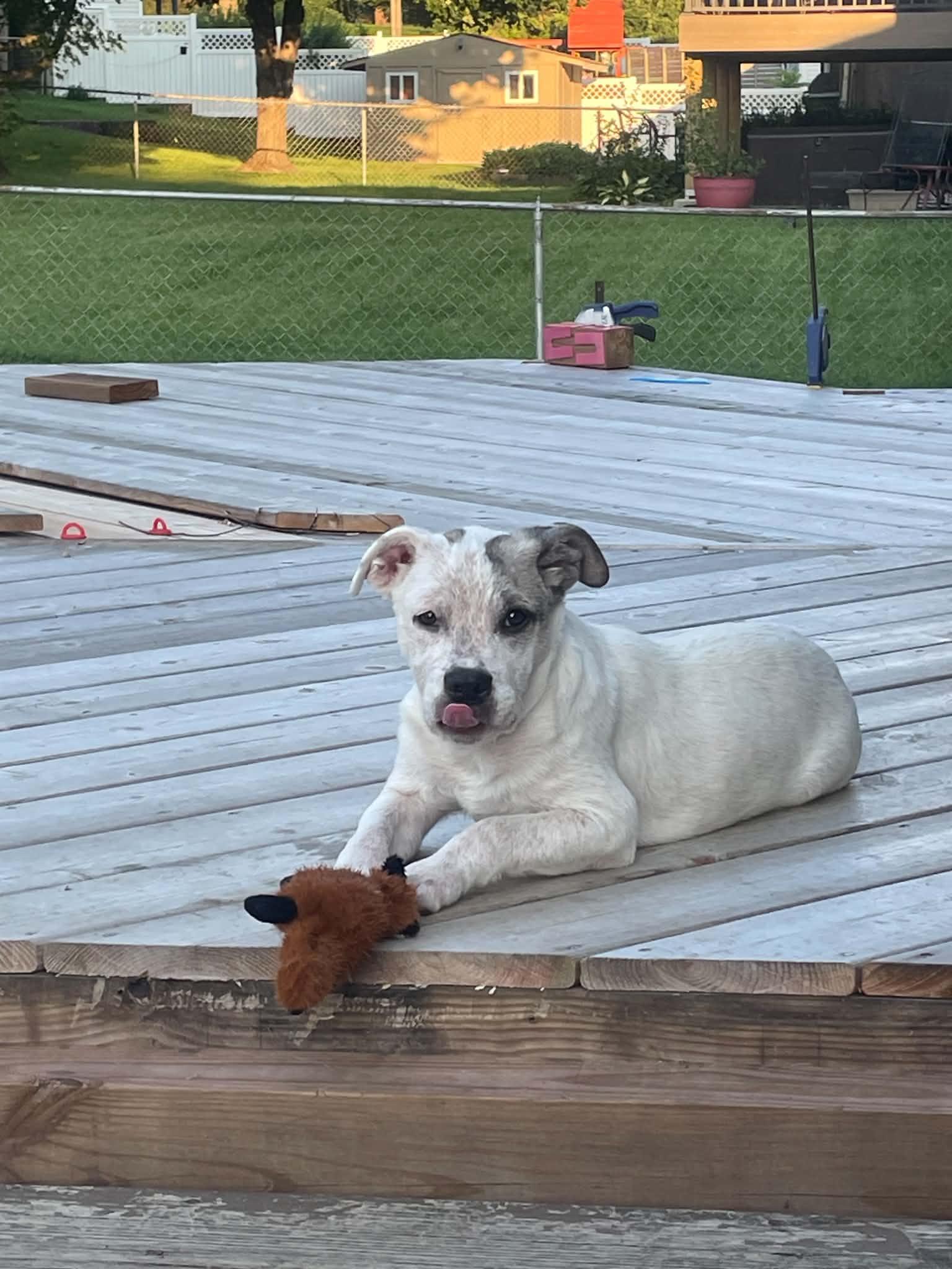 Jasper, a Adopted Mixed Breed in Fenton, MO image 2/2
