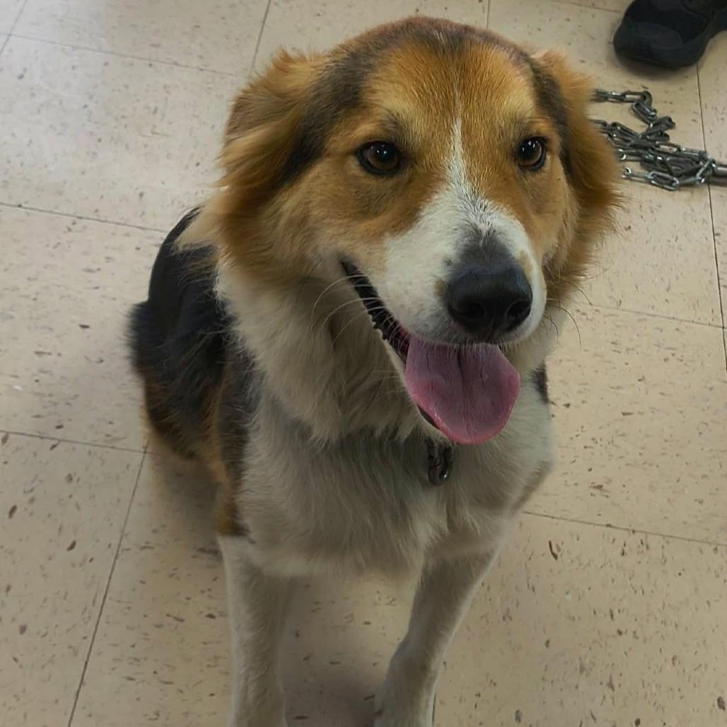 Enlarge Jelly Roll, a Adoptable Collie in Fairfax, VA image 1/1