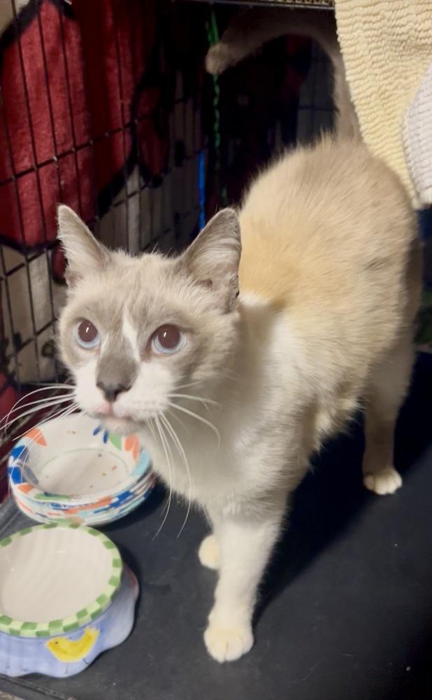 Sage, Adoptable, Adult Male Siamese & Snowshoe.