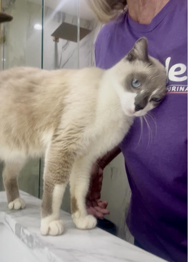 Sage, a Adoptable mixed breed in Gardena, CA image 2/4