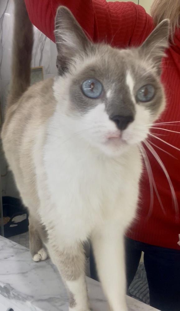 Sage, a Adoptable mixed breed in Gardena, CA image 3/4