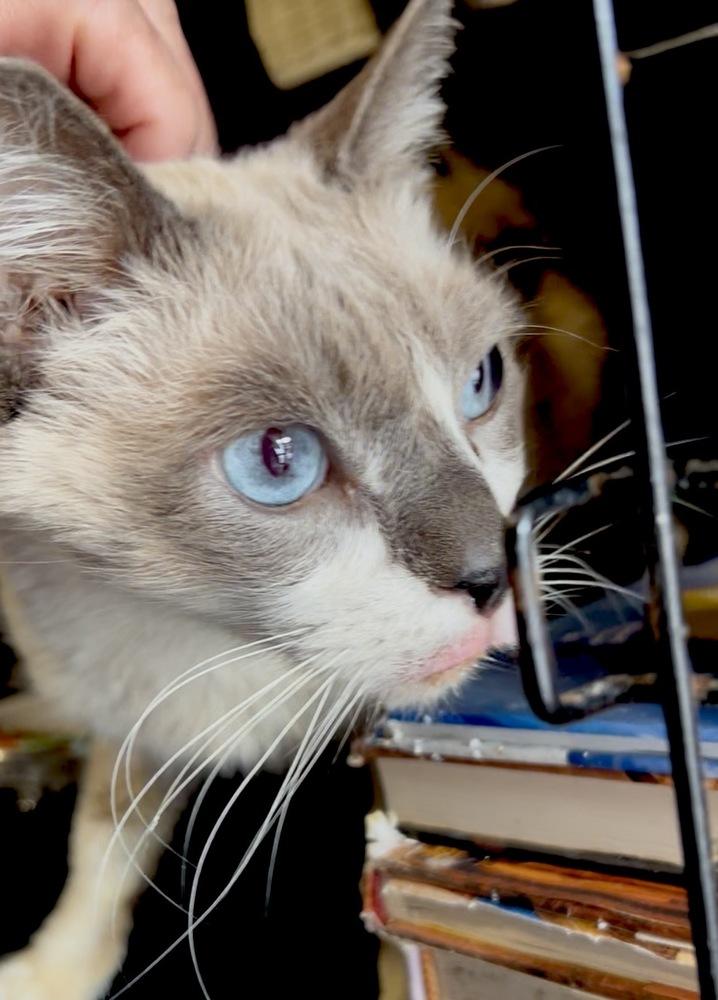 Sage, a Adoptable mixed breed in Gardena, CA image 4/4