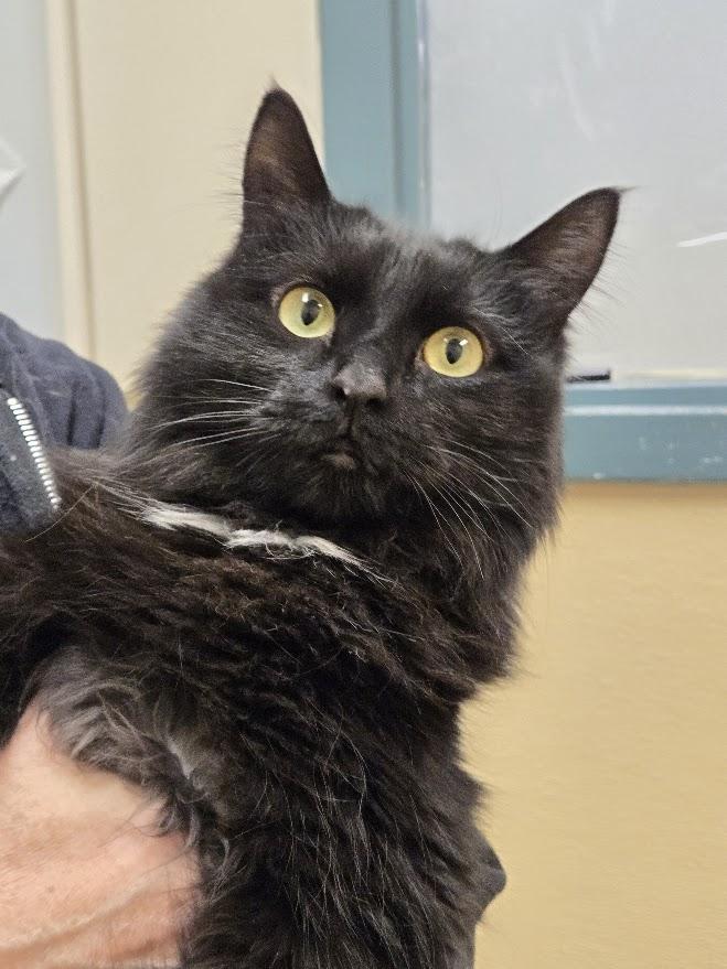 Enlarge Huffles, an adopted Domestic Long Hair in New Rochelle, NY image 1/1